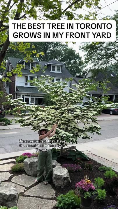 Dogwood Tree In Container, Dogwood Tree, Dogwood Tree Lined Driveway, Dogwood Tree Landscaping, Venus Dogwood, Venus Dogwood Tree, Kousa Dogwood Tree, Pink Kousa Dogwood Tree, Spiritual Garden