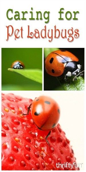 This guide is about feeding and caring for pet ladybugs. These insects enjoy aphids, but there are other things they may like. Ladybug Farm, Ladybug Food, Best Meal Replacement Shakes, Ladybug Garden, Pet Things, Garden Animals, Meal Replacement Shakes, Lady Bugs, Kid Activities