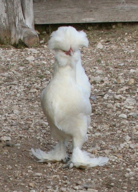 Sultan Chicken Sultan Chicken, Wild Chicken, Chickens In The Winter, Cute Chicken Coops, Poultry Farm, Cute Chickens, Chicken Runs, Chickens And Roosters, Rare Animals