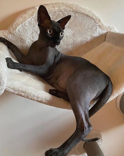 Hairless Black Cat, Black Sphynx Cat Aesthetic, Black Sphinx Cat, Black Sphynx Cat, Cute Hairless Cat, Chat Sphynx, Hairless Cats, Sphynx Cats, Sphinx Cat