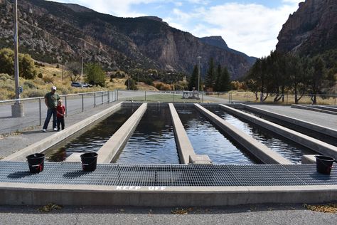 Fish Farm, Fish Hatchery, Utah Adventures, Adventure Family, Tropical Aquarium, Future Farms, Boy Fishing, Utah Travel, Fish Farming