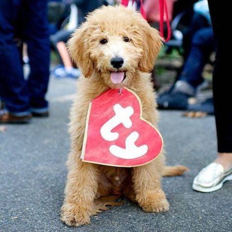 Beanie Baby Costume for Dogs Lou Dog, Diy Kostüm, Hallowen Costume, Halloween 2016, Dog Halloween Costumes, Mia 3, Theme Halloween, Cute Costumes, Dog Costumes