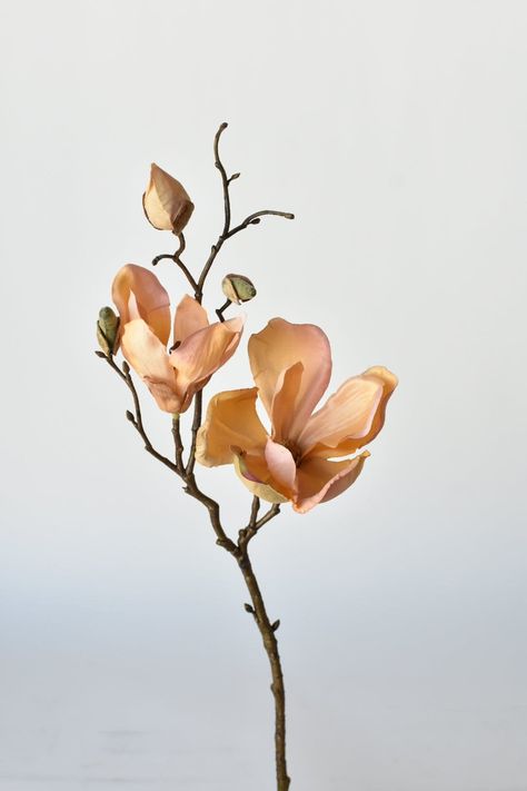 We love magnolia blossoms! They have such a perfectly sized bloom that provides color, without making it too floraly.  This stem is great to put a couple together in a little bud vase or ad into a large floral arrangement!   Details: - Total Length of Stem from Top to Bottom: 19" - Splits 9" from the bottom of stem - Number and Size of Blooms: 2 blooms @ 2.5-3.5", 3 buds, stem splits into 2 branches - 1 Stem seen in primary photo. - Sold by the stem - Is the item considered "real touch"? no - Can item be cut: Yes, with good pair of wire cutters - Suitable for Outside Use: 99% of our items are ok to be used outside!  With that said, covered from the elements is always best! And the sun will cause the items to fade over time just like anything else!  If you have any questions specifically ab Flower Reference Photo, Light Orange Aesthetic, Branch Photography, Flower References, Botanical Sketches, Flower Reference, Couple Together, Botanical Photography, Large Floral Arrangements