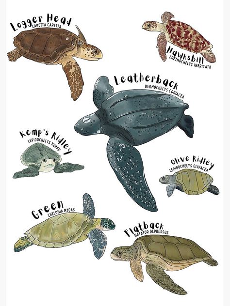 Sea Turtle Poster Project, Marine Biology Poster, Sea Animals Poster, Marine Biology Jobs, Oceanography Marine Biology, Marine Pictures, Marine Poster, Types Of Turtles, Biology Poster