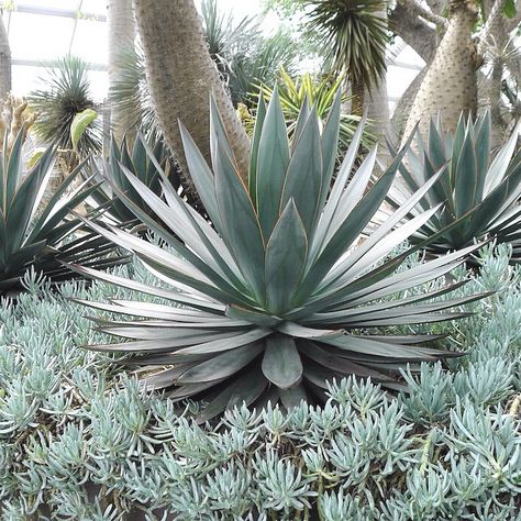 Plant file: Low maintenance planting- more and more we have to adapt to the changes in weather patterns. This planting selection of 'blue glow' agave and a ground cover of 'dwarf chalk stick' is a great solution to a dry garden area. #thesmallgarden #drygarden #lowmaintenance #urbangarden #urbangreening #tsgplantfile #thesmallgardenproject Yard Zen, Arid Garden, Garden Design Ideas Uk, 2023 Landscape, Garden Entry, Building Landscape, Coastal Landscaping, Architectural Plants, Pool Finishes