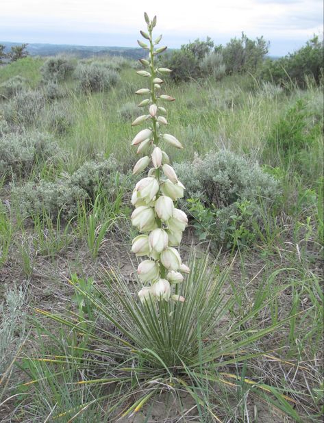 Name: Great Plains Yucca (Yucca glauca); USDA Zones: 4 - 8; Range: C. North America; Height: 3ft; Bloom Time: Jun - Aug Yucca Glauca, Great Plains, North America, Range, Plants