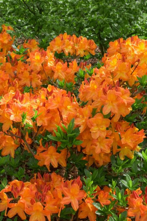 Azalea Wallpaper, Azaleas Landscaping, Azalea Plant, Azalea Bush, Best Wallpaper Hd, Diy Garden Fountains, Garden Fountains, Wallpaper Collection, Pretty Plants