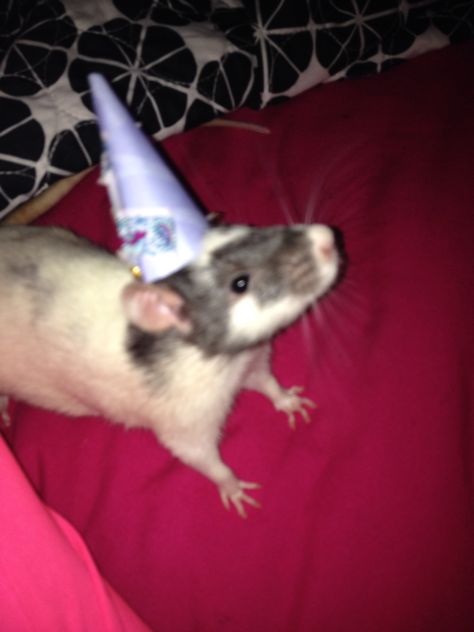 A Rat, Birthday Happy, Party Hat, I Know, Happy Birthday, Birthday