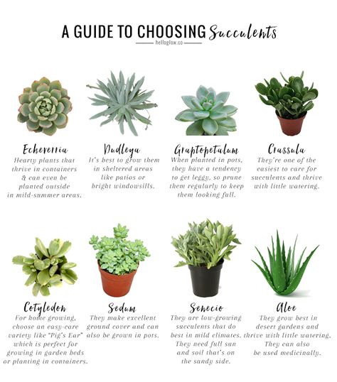 The No-Fail Guide to Choosing   Growing Succulents | http://helloglow.co/growing-succulents-guide/ Best Succulents For Indoors, How To Take Care Of Succulents, How To Grow Succulents, How To Plant Succulents, How To Care For Succulents, Succulent Care Indoor, Indoor Succulent Garden, Succulents Care, Different Types Of Succulents