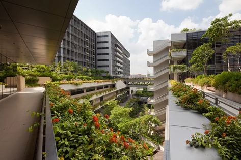 RMJM · Khoo Teck Puat Hospital · Divisare Outdoor Bridges, Biophilic Architecture, Healthcare Architecture, Chief Architect, Biophilic Design, Hospital Design, Healthcare Design, Green Architecture, Green Landscape