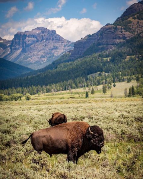 Cody Yellowstone on Instagram: “Check out these Lamar Valley locals. 📸: @travlonghorns . . . #codywyoming #yellowstone #codyyellowstone #travel #instatravel #travelgram…” Yellowstone National Park Animals, Lamar Valley Yellowstone, Yellowstone Wildlife, Bison Pictures, Yellowstone National Park Photography, Yellowstone Photography, Bison Photography, Buffalo Painting, Tattoos Aesthetic