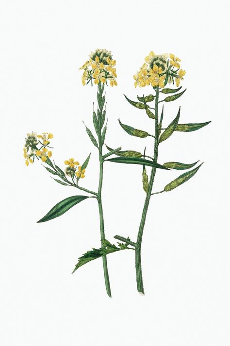 Botanical mustard vintage plant illustration | free image by rawpixel.com / nook Vintage Plant Illustration, Drawing Plants, Mustard Plant, Illustration Botanical, Mustard Flowers, Free Drawing, Free Illustration Images, Plant Drawing, Plant Illustration