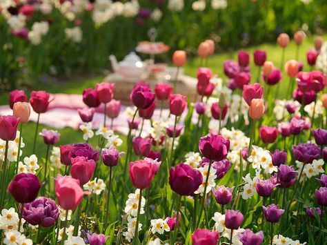 A Festive Border Idea for your Mid-Late Spring Garden - Tulips: 'Menton', 'Blue Heron', 'Negrita', 'Lilac Perfection', Blue Diamond & Narcissus 'Geranium" (tazetta) Spring Bulb Border, Peony Planting Combinations, Menton Tulip, Flowerbeds Ideas, Narcissus Geranium, Bulb Combinations, Tulip Combinations, Garden Combinations, Spring Bulbs Garden