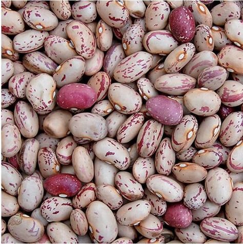 Como Plantar Pitaya, Bean Varieties, Edible Gardens, Bean Pods, Hgtv Garden, Bush Beans, Bean Seeds, Heirloom Vegetables, Covered Wagon