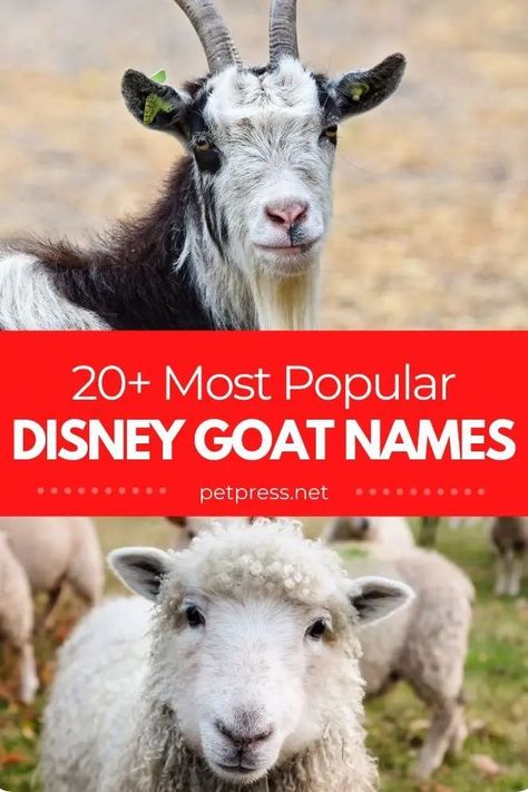 Searching for goats in the Disney world? Check out this list of over 20 Disney goat names that you will love! Grover Percy Jackson, Goat Names, Disney Name, Disney Names, Three Billy Goats Gruff, Pet Goat, Big Wolf, Billy Goats Gruff, Boer Goats