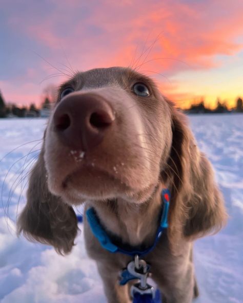 #weimaranersworld #weimoftheweek #weimpuppy #puppy #puppylove #puppylife #puppygram #levi #louie #weim #weimaraner #longhairedweimaraner #puppylover #sunset #puppyoftheday Long Haired Weimaraner, Blue Weimaraner, Weimaraner Puppies, Puppy Cute, Dream Dog, Puppy Lover, Weimaraner, Puppy Love, Cute Puppies