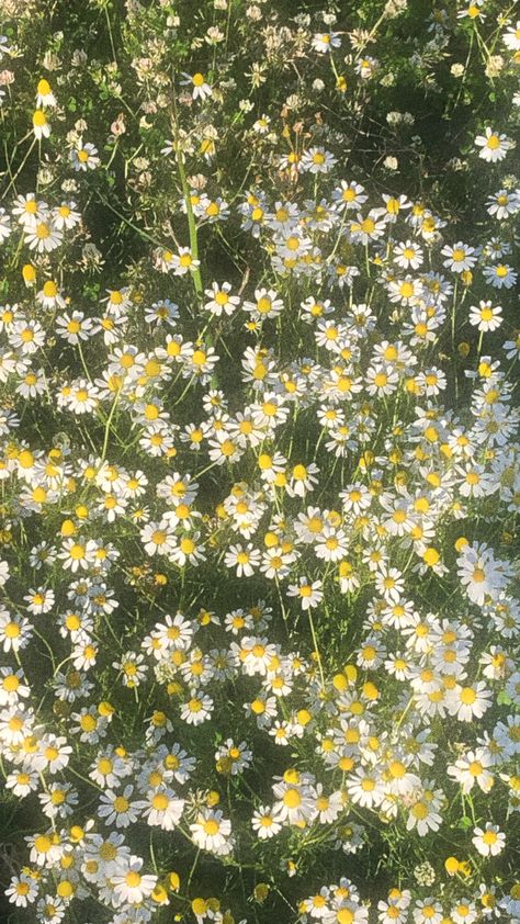 flowers daisy flowers soft spring aesthetic wallpaper Vintage Plant Aesthetic Wallpaper, Sustainable Floristry, Office Prank, Flower Symbolism, Daisy Background, Green Cottagecore, Nature Field, Cottagecore Wallpaper, Nature Therapy