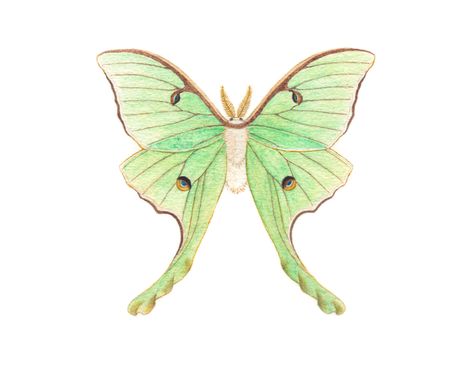 Luna Moth Drawing, Moth Reference, Luna Moth Art, Baby Boy Cards Handmade, Cool Drawing Base, Moth Artwork, Diy Baubles, Macaron Art, Sketchbooks Ideas