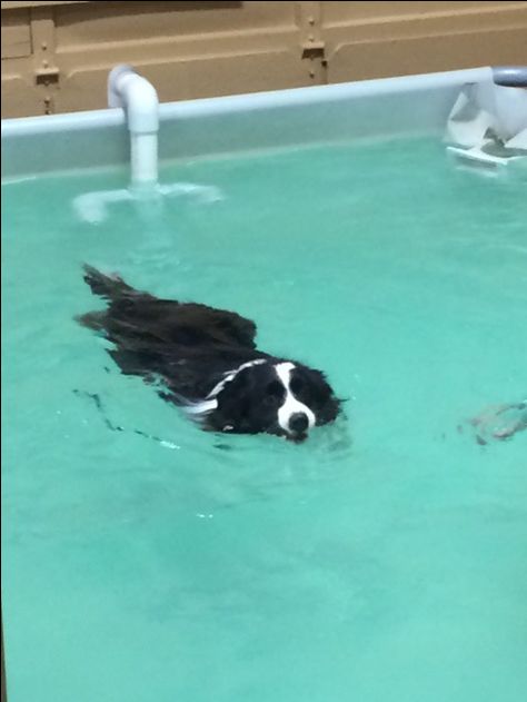 Swimming lesson Dogs Swimming, Border Collie Pictures, Dog Swimming, Border Collie Dog, Border Collies, Sweet Animals, Dog Quotes, Border Collie, Cute Animals