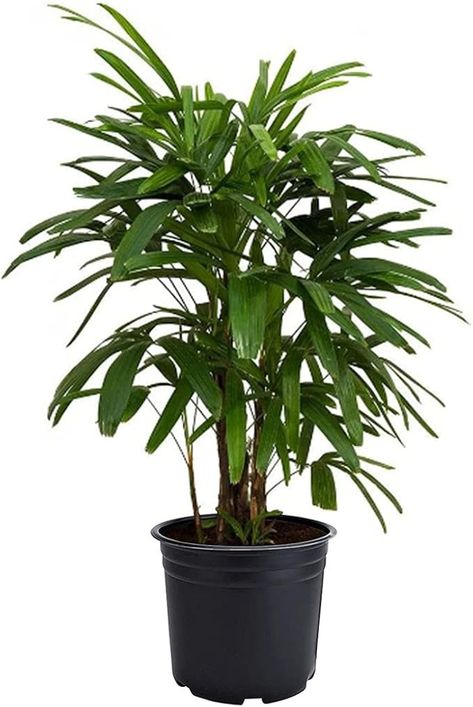 Amazon.com: American Plant Exchange Real Live Lady Palm 6" Pot, Cold Hardy Indoor Houseplant, Dark Green Foliage : Everything Else Lady Palm, Green Foliage, Indoor Plants, House Plants, Dark Green, Plants, Green