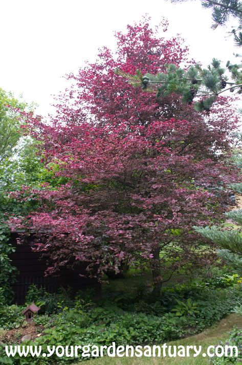 Tri Color Beech Tree, Year Round Flowers, Residential Garden, Potted Garden, Round Flowers, Woodland Gardens, Space Garden, Beech Tree, Shade Trees