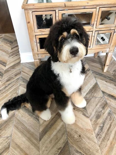 Bernedoodle haircut ideas Bernadoodle Haircuts, Bernedoodle Grooming, Bernedoodle Haircuts, Sahm Tips, Doodle Grooming, Mountain Doodle, Labradoodle Grooming, Puppy Haircut, Grooming Ideas