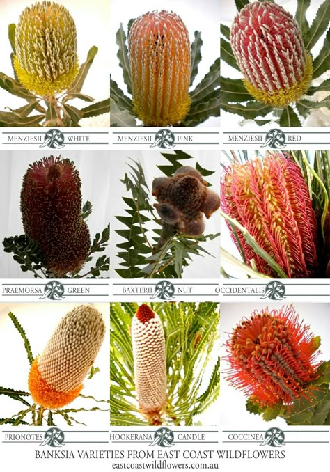 Nine of our most popular #banksia varieties that we grow and wholesale in NSW #native #Australian #bouquet #wedding #flowers Native Australian Bouquet, Australian Bouquet, Banksia Flower, Native Australian Flowers, Bush Garden, Australian Trees, Australian Native Garden, Australian Wildflowers, African Plants