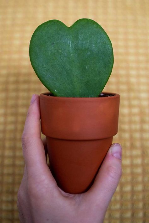 Heart Shaped Hoya Plant, Succulent Vine Plant, Heart Shaped Leaves Plants, Heart Succulent Planter, Heart Shaped Succulent, Heart Shaped Cactus, Hoya Heart Succulent, Heart Succulent, Sweetheart Hoya