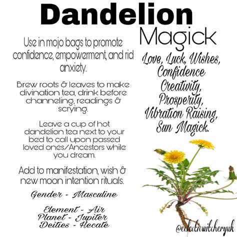 Fairy Plants, Magickal Tips, Dandelion Uses, Dandelion Leaf, Herbal Witch, Tree Hugging, Goddess Magick, Candle Magic Spells, Flower Magic