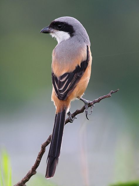 Loggerhead Shrike, Animals Portrait, Fly Bird, Birds Beautiful, Animal References, Most Beautiful Birds, Tiny Bird, Kinds Of Birds, Rare Animals