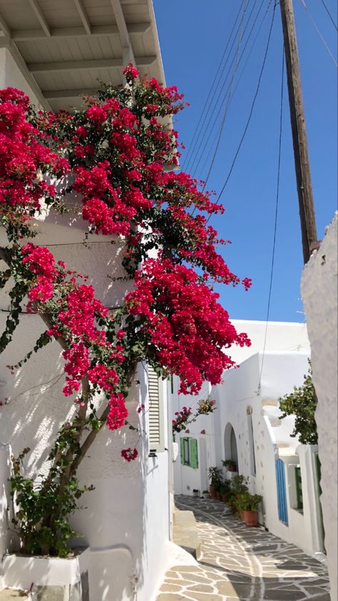 Greece Pink Flowers, Paros Greece Aesthetic, Greece Spring, Greece Flowers, Spring Widgets, Greece Mamma Mia, Rich Girl Summer, Coastal Academia, Mamma Mia Vibes