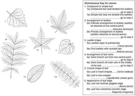 Quia - Dichotomous Key Dichotomous Key Examples, Plant Taxonomy, Life Science Classroom, Dichotomous Key, Relaxed Homeschooling, Biology Worksheet, Coordinate Graphing, 7th Grade Science, Kids Worksheets Printables