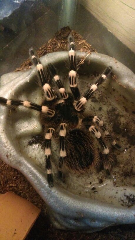 Giant white knee tarantula freshly molted getting a drink. White Knee Tarantula, Mexican Fire Leg Tarantula, Pet Tarantula, M Balfouri Tarantula, Caribena Versicolor Tarantula, Tarantula Owner Memes, Arachnids, Bugs, Adult Coloring