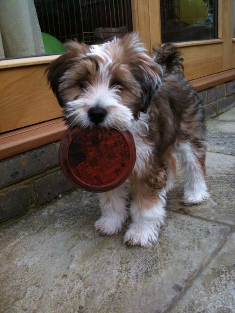 Tibetan Terrier Puppy Tibet Terrier, Puppies For Sale Near Me, Tibetan Terrier, Havanese Puppies, Havanese Dogs, Terrier Puppies, Terrier Puppy, Little Puppies, Terrier Dogs