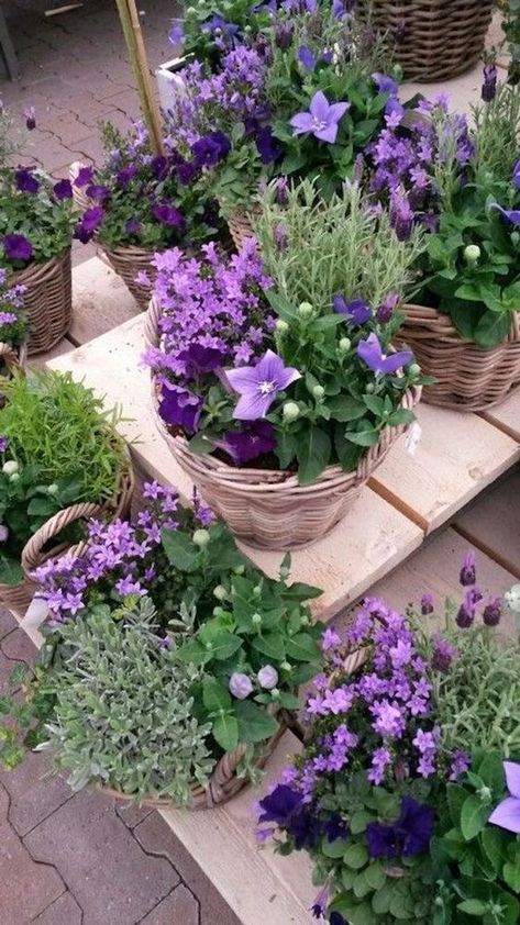 Container Garden Design, Container Gardening Flowers, Flower Pots Outdoor, Have Inspiration, Garden Containers, Ideas Patio, Patio Decorating Ideas, Garden Yard Ideas, Container Flowers