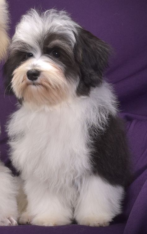 Havanese Dogs Haircuts, Havanese Dogs Full Grown, Free Puppies For Adoption, Havanese Poodle, Havanese Full Grown, Bichon Havanese, Havanese Breeders, Havanese Haircuts, Schnoodle Dog