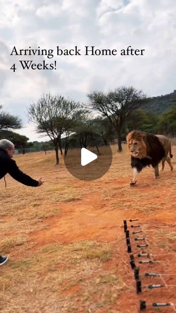 Dean Schneider, Unlikely Animal Friends, Wild Animals Videos, Baby Animal Videos, Wild Jungle, Busy Boards, Animal Attack, Amazing Animal Pictures, Lion Love