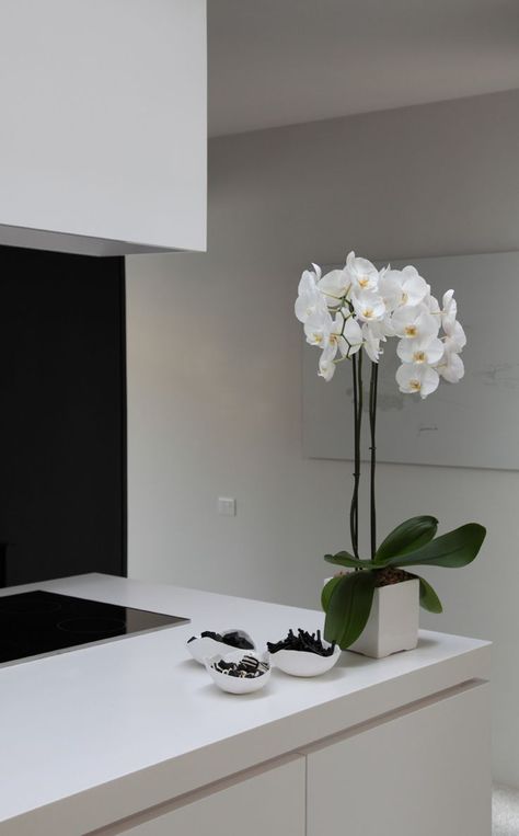 Cultivate few flowering plants in small pots and place them in the kitchen. Flowers In Kitchen Decor, Orchid Vase Ideas, Plants Kitchen, Orchid Vase, Modern Kitchen Renovation, White Flower Pot, Orchid Flower Arrangements, Orchid White, Orchid Arrangements