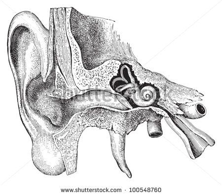 Ears Anatomy Drawing, Inner Ear Anatomy, Human Ear Anatomy, Anatomy Decor, Medicine Anatomy, Medical Puns, Medical Drawings, Medical Decor, Ear Anatomy