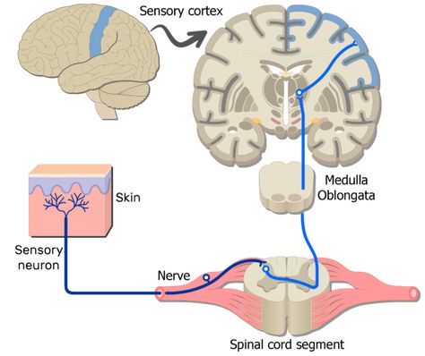 Somatic Nervous System, Brain Anatomy And Function, Medical Assistant Humor, Tissue Biology, Nervous System Anatomy, Medical School Interview, Sensory Pathways, Integumentary System, Peripheral Nervous System