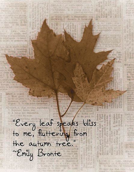 Autumn Whispers, Autumn Fruits, Autumn Cottage, Tree Quotes, Emily Brontë, Dry Tree, Autumn Tree, Emily Bronte, Autumn Quotes