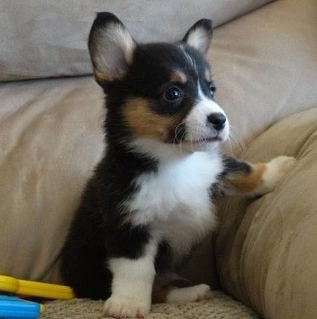 Black Corgi Puppy, Cowboy Corgi Puppies, Black Corgi, Cowboy Corgi, Corgi Stuff, Corgi Puppies For Sale, Welsh Corgi Pembroke, Corgi Breeds, Pembroke Welsh Corgi Puppies