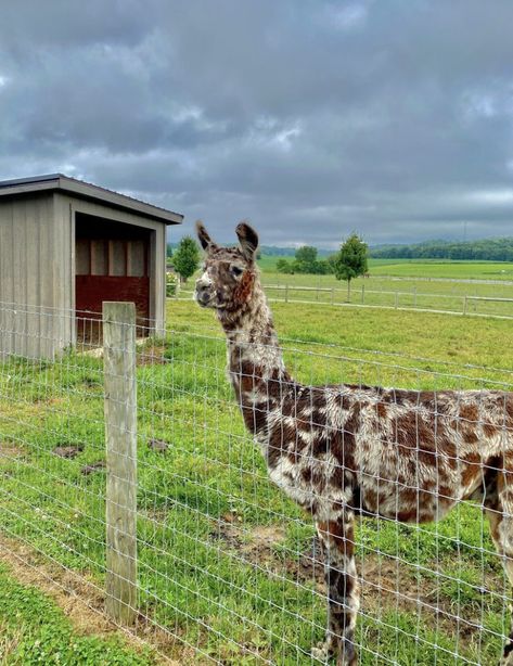 Mini Petting Zoo, Unique Farm Animals, Petting Zoo Animals, Farm Animal Enclosures, Petting Zoo Ideas, Field Animals, Mini Farm Animals, Petting Zoo Farm, Mobile Petting Zoo