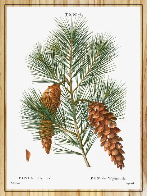 Pine tree painting