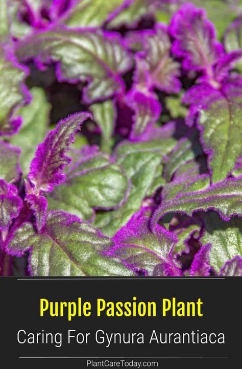 Purple Passion Plant (Gynura Aurantiaca) woody based evergreen perennial, foliage with velvety purple hair, winter-blooming. [DETAILS] Gynura Plant, Gourami Tank, Gynura Aurantiaca, Plant Clothes, Best Perennials For Shade, Purple Passion Plant, Purple Passion Flower, Garden 101, Purple Perennials