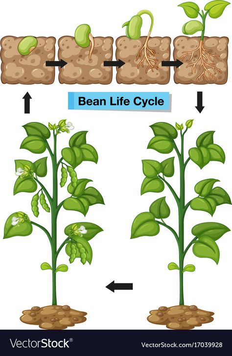 Bean Plant Life Cycle, Green Bean Plant, Seed Illustration, Soybeans Plant, Growing Green Beans, Bean Plant, Growing Greens, Plant Life Cycle, Plant Vector