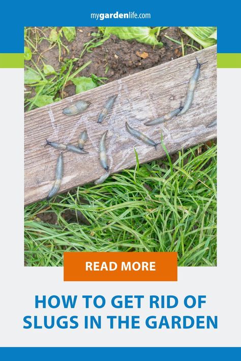 Struggling with how to get rid of slugs in your garden? Here are some tips on ways to bring slugs under control without resorting to chemical solutions. Check out this article to learn about the best chemical-free options for controlling garden slugs. Garden Slugs, Slug Trap, Slug Control, Slug Repellant, Getting Rid Of Slugs, Slugs In Garden, Earthworms, Toxic Chemicals, Ornamental Plants