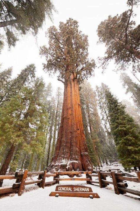 General Sherman in the snow General Sherman Tree, Sequoiadendron Giganteum, Giant Sequoia Trees, General Sherman, Weird Trees, Sequoia Tree, Redwood Tree, National Park Road Trip, Redwood Forest