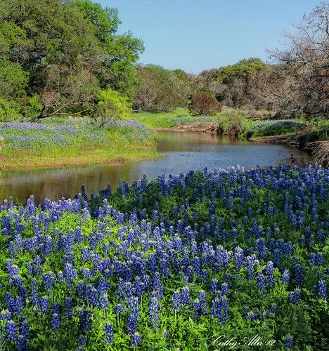 Burnet Texas, Texas Artwork, Amazing Places To Visit, Texas Wall Art, Blue Bonnet, Texas Bluebonnets, Visit Places, Loving Texas, Texas Art