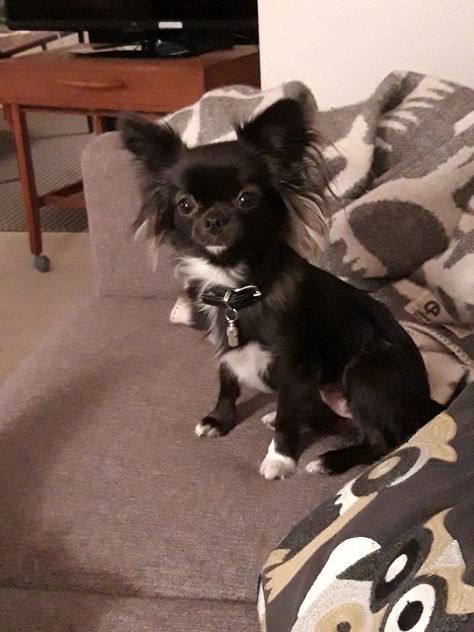 Black Chiuahaha, Psy Chihuahua, Black Chihuahua, Cutee Animals, Chihuahua Lover, Really Cute Dogs, Cute Chihuahua, Dog People, Chihuahua Love